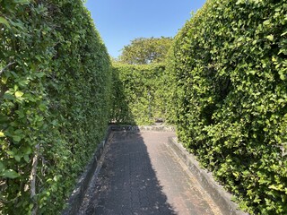 Maze garden in the park