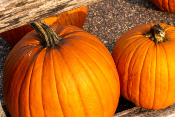 Close up view of bright orange harvested Jack O Lantern pumpkins in a sunny location with copy space