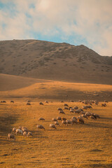 Fototapeta na wymiar herd of sheeps