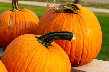 Close up view of bright orange harvested Jack O Lantern pumpkins in a sunny location with copy space