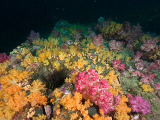 Naklejka na ściany i meble Yellow soft corals in Mergui archipelago, Myanmar