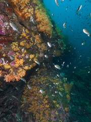 Yellow soft corals in Mergui archipelago, Myanmar