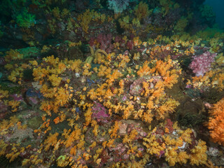 Yellow soft corals in Mergui archipelago, Myanmar