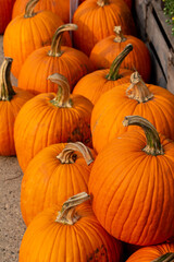Close up view of bright orange harvested Jack O Lantern pumpkins in a sunny location with copy space