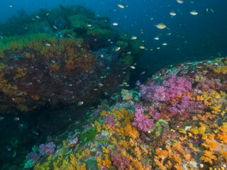 Obraz na płótnie Canvas Yellow soft corals in Mergui archipelago, Myanmar