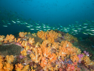 Fototapeta na wymiar Yellow soft corals and snappers in Mergui archipelago, Myanmar