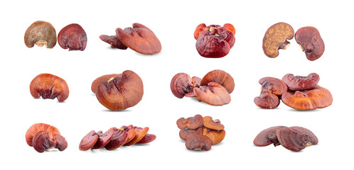 Obraz premium Ganoderma Lucidum Mushroom an isolated on white background