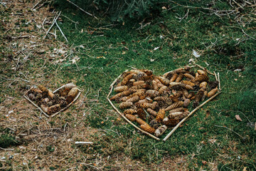 Beautiful fir cone heart lying on the forest ground.