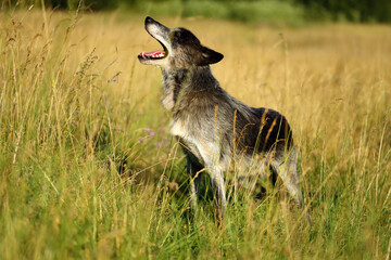 The northwestern wolf (Canis lupus occidentalis) standing on the meadow. The wolf (Canis lupus), also known as the grey/gray or timber wolf.Portrait of a waving wolf.