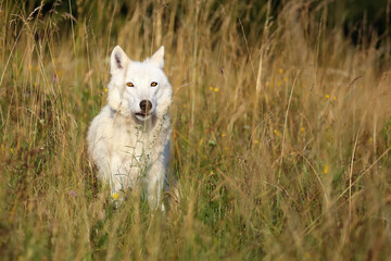 The Hudson Bay wolf (Canis lupus hudsonicus) subspecies of the wolf (Canis lupus) also known as the grey/gray wolf or arctic wolf. Young female in the yellow grass.