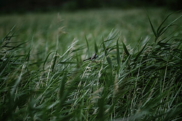 Ptak siedzący na długiej trzcinie na tle wysokich traw © Monika