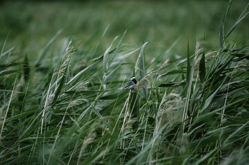 Ptak siedzący na długiej trzcinie na tle wysokich traw