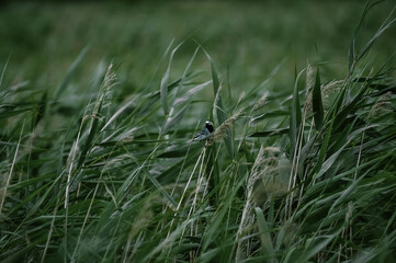 Ptak siedzący na długiej trzcinie na tle wysokich traw © Monika