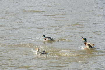 ducks in the water