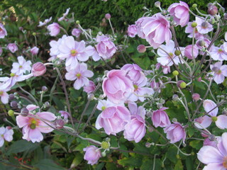 Beautiful pink Japanese Anemone flowers