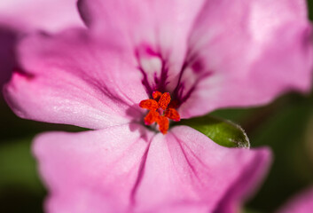 ladybug on flower