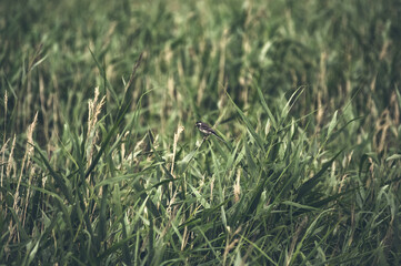 Ptak siedzący na długiej trzcinie na tle wysokich traw