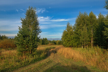 Fototapeta na wymiar Summer landscape green meadow on a background of forest and blue sky.