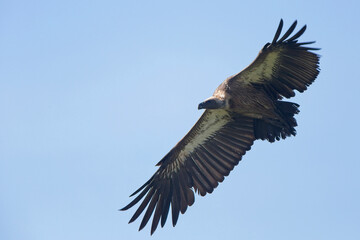 White-headed Vulture (Trigonoceps occipitalis), in flight, Maasai Mara, Kenya.
