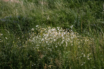 Kompozycja trawy i zioła rosnące na łące 