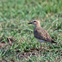 Caspian Plover (Charadrius asiaticus), Maasai Mara, Kenya.
