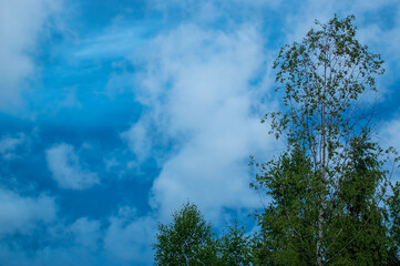 Kompozycja drzewa na tle błękitnego niebo z chmurami - obrazy, fototapety, plakaty