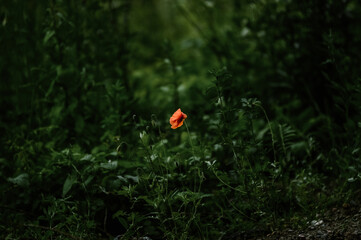 Samotny jeden kwiat maku na tle ciemnej zieleni