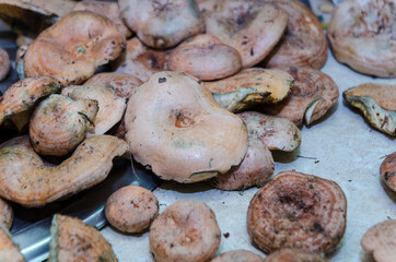mushrooms on the table