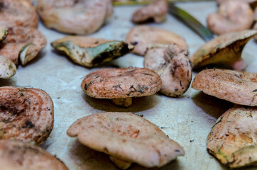 mushrooms on the table