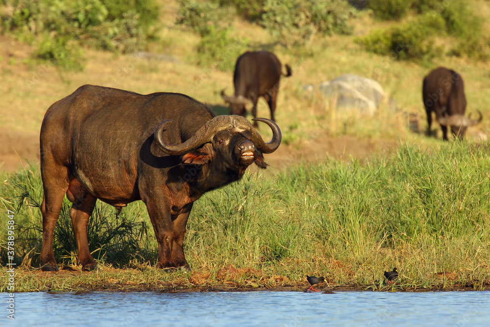 Wall mural The African buffalo or Cape buffalo (Syncerus caffer) standing on the banks of the waterholewith flehmen response also called the flehmen position. Big black bull by the water.