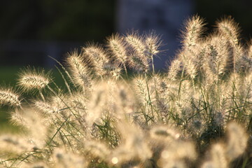 Flores y Naturaleza.