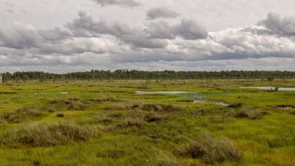 Fototapeta premium bog landscape on a summer day, bog vegetation, windy weather, Nigula Nature Reserve, Estonia