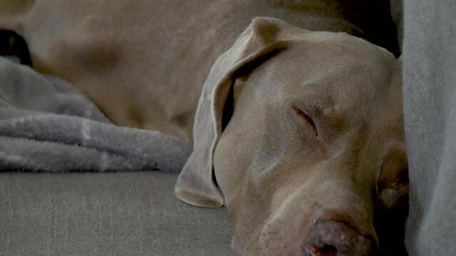 Weimaraner sleeping on a couch, opens his eyes and looks at camera.  Extreme close up displays third eyelid sweeping across eye surface.  Third eyelid is called nictitating membrane, or haw.