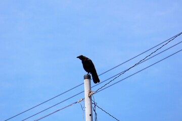 電柱の頂上にとまっているカラス