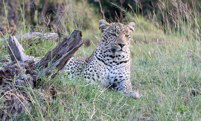 A Leopard (Panthera pardus) relaxing in the afternoon - Kenya.