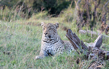 Naklejka na ściany i meble A Leopard (Panthera pardus) relaxing in the afternoon - Kenya.