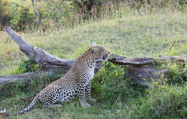 A Leopard (Panthera pardus) relaxing in the afternoon - Kenya.