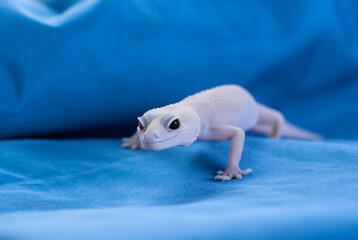 Rainwater albino gecko (Eublepharis macularius) on blue background.