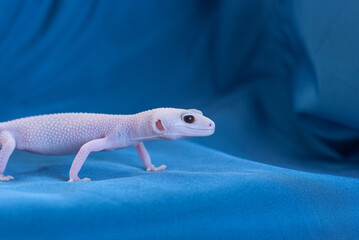 Rainwater albino gecko (Eublepharis macularius) on blue background.