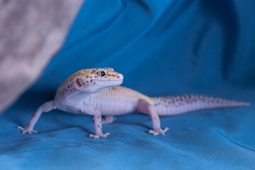 The common leopard gecko on a blue background.