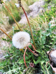 Dandelion in the grass