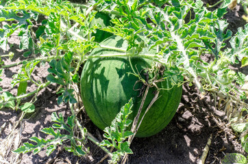 homemade watermelon from the greenhouse