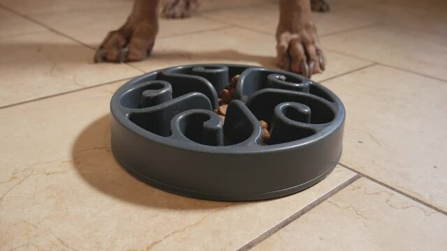 Weimaraner eating kibble from a plastic food dish, designed to make dogs eat slower to prevent bloating.  Close up view of large dogs dinner time, on a tile floor.