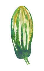 Watercolor illustration with fresh green squash isolated on white background. Watercolor handdrawn clipart.