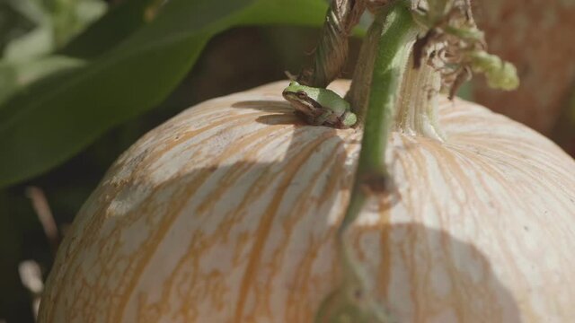 Small frog resting against the stem of a pumpkin