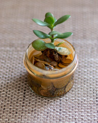 glass jar, dirty money in the jar, money tree in the glass jar, dirty money concept, blurred background