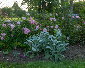 Fototapeta na wymiar beautiful pink roses, rose bush near the yard, summer