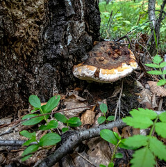 tinder mushroom, with Latin name Polyporaceae, the bottom of the mushroom stands out a clear...
