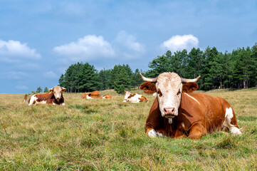 Herd of caws lying in a green meadow in high mountains.