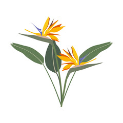Vector illustration of strelitzia. A flower of a bird of paradise